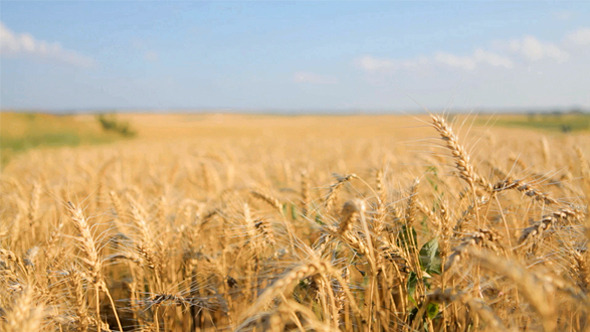Grain Field in the Summer alt