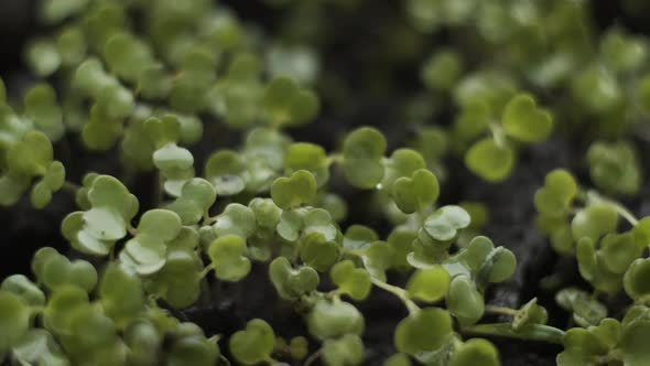 Macro small arugula leaves growing . Gardener watering greenery sprinkling water on green rucola alt