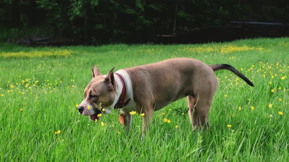 American Staffordshire Terrier walks in the summer in a clearing near the forest.