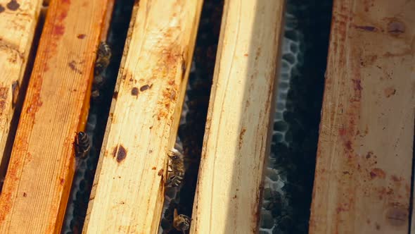 Working Bees on the Honeycomb in the Beehive