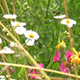 Wild Tall Colorful Meadow in the Wind 3 Wild Tall Colorful Meadow in the Wind 3 - VideoHive Item for Sale
