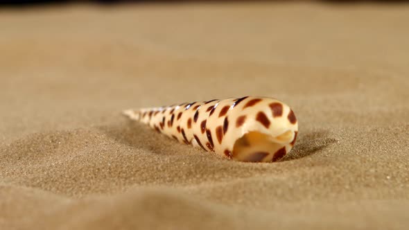 Unusual Sea Shell with Sand on Black, Back Light, Rotation, Close Up alt