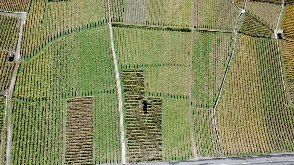 Tilt up, lavaux vineyards, Cully town, and the geneva lake, Vaud, switzerland, aerial drone view alt