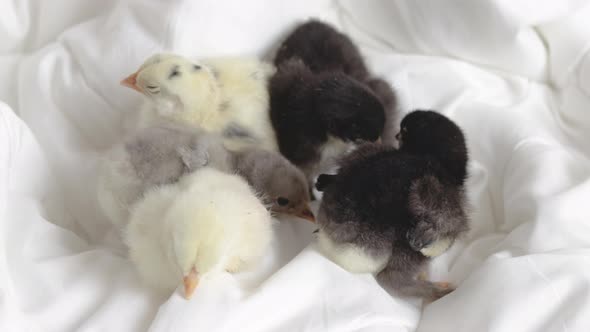 little baby chickens sleeping or fallen asleep on white,grey blanket,coverlet in bedroom.adorable alt