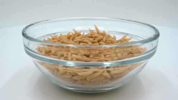 Group of fly larvae for fishing alt