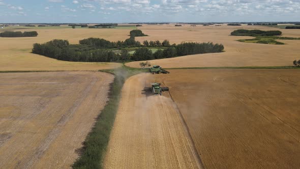 Combine harvesters working through a large crop of golden wheat on a rural countryside farm. Wide an alt