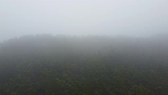 Forest Strong Fog Aerial Drone View