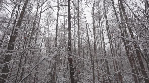 Slow Motion Falling Snow in Beautiful Winter Forest.