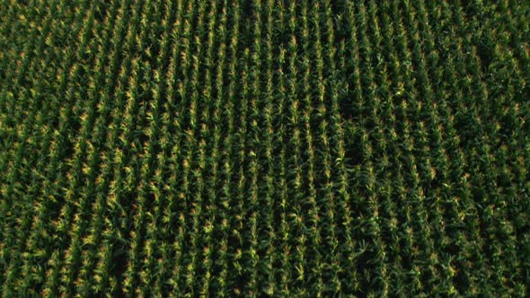 Fly Over a Green Field with Good Harvest of Corn Maize alt