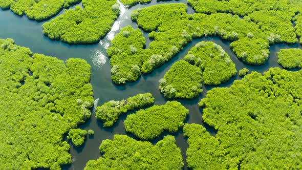Aerial View of Mangrove Forest and River alt