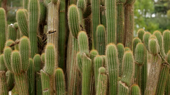 Group of Cardon Grande Cactus. Trichoncereus werdermanniaus. WIDE SHOT. PAN UP alt