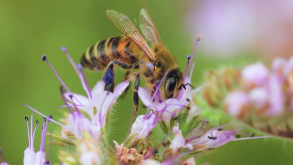 Bee collecting nectar on a summer meadow