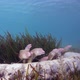 Geometric Morays Big Family - VideoHive Item for Sale