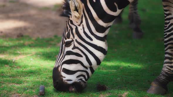 Close up of a Grant's Zebra eating grass
