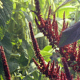 Amaranthus Amaranthus