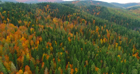 Aerial drone view over autumn forest. Colorful trees in the wood. Autumn forest aerial drone view.