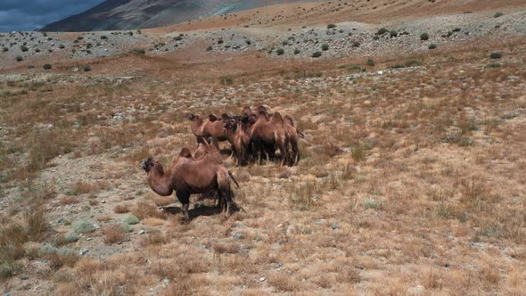 Bactrian Camel in the Gobi Desert Mongolia alt
