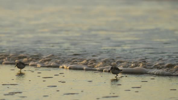 Tiny Calidris alba running away from sea foamy waves, follow view alt