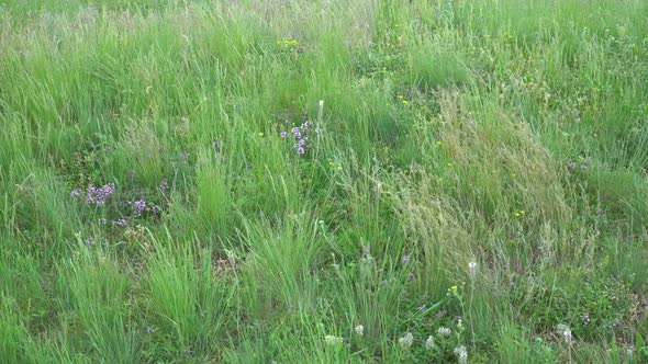 Strong Wind On The Field alt