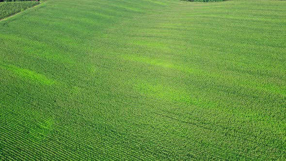 Beautiful Summer Landscape of a Corn Field alt