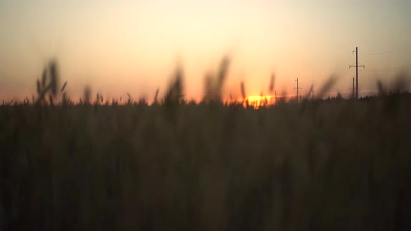 Sunset Over a Yellow Wheat Field. The Camera Rises From the Bottom Up. alt