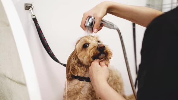 The Master Washes the Dog in the Grooming Salon alt