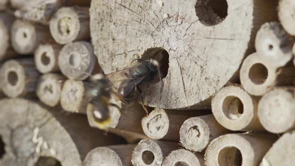 Wild Bees at Insect House in Slow Motion