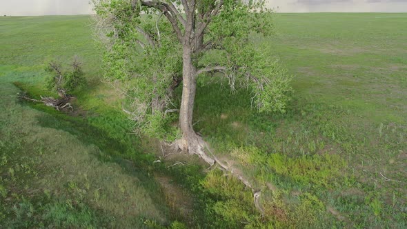 aerial view of a lonely tree at a seasonal creek in green prairie alt