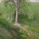 aerial view of a lonely tree at a seasonal creek in green prairie - VideoHive Item for Sale