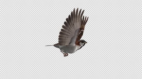 Sparrow Bird - Flying Loop - Side View CU - Alpha Channel