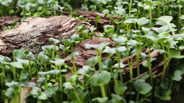 Growing Plants in Spring Timelapse, Sprouts Germination in Greenhouse, Forest alt