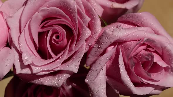 Still closeup of Soft Pink Roses Bouquet with water droplets. Sunny Indoors alt