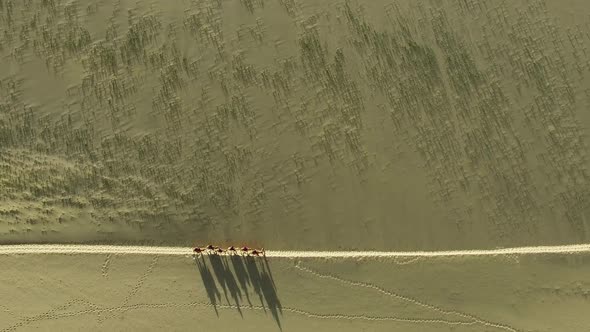 Six Camels with a Driver are Walking Through the Famous Gobi Desert alt