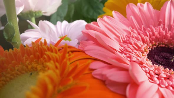 Beautiful Daisy Gerbera Flowers in Magnificent Holiday Bouquet. Camera Moves Along the Flower Petals alt