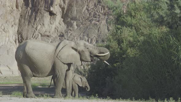 Mother Elephant and Calf Drinking