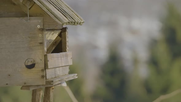 Closeup of a birdhouse with colorful birds flying in and out searching and eating food at winter tim alt