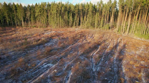Plot of the Destroyed Forest After Continuous Felling of Trees alt