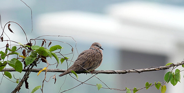 Spotted Dove (Spilopelia Chinensis) alt