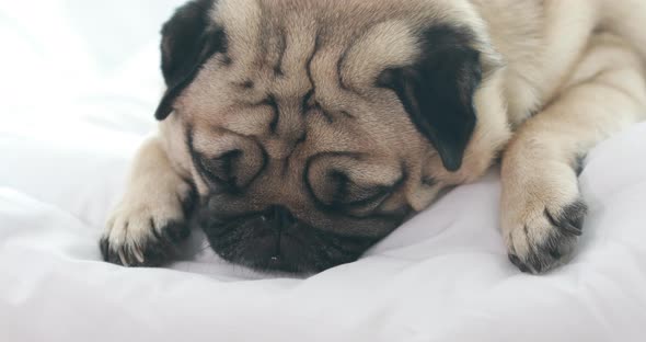 Cute pug dog breed lying on blanket on white bed in bedroom smile with funny face alt