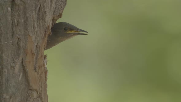 Small Bird Looking Around From Nest