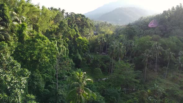 Shoot on Video in Flight Rainforest with Amazing Beautiful Evergreen Vegetation