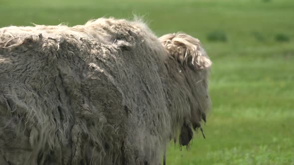 White Yak With Extremely Long Hair Fur alt