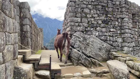 Lama Animal Walking By Ancient Ruins Main Famous Peruvian Attraction Ancient Inca City Machu Picchu