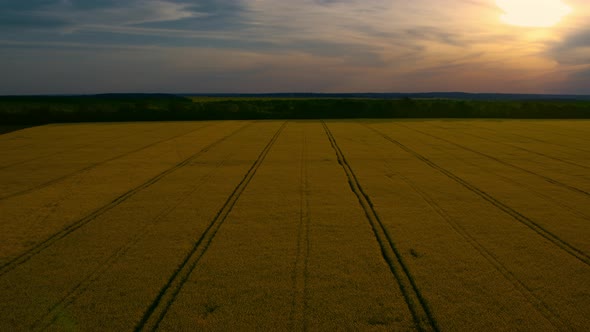 Aerial View Wheat Field with Road Lines at Sunset Sky alt