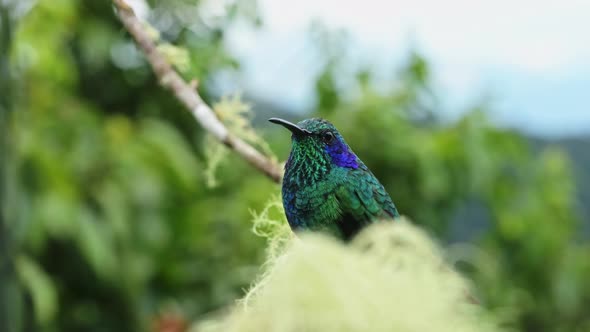 Costa Rica Birds, Lesser Violetear Hummingbird Portrait (colibri cyanotus) Perched Perching on Branc alt