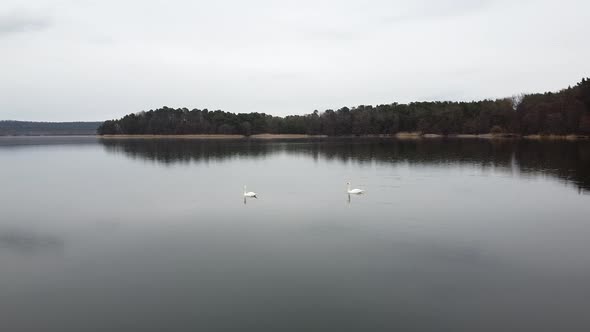 Swan Swimming on Lake Evening Pond
