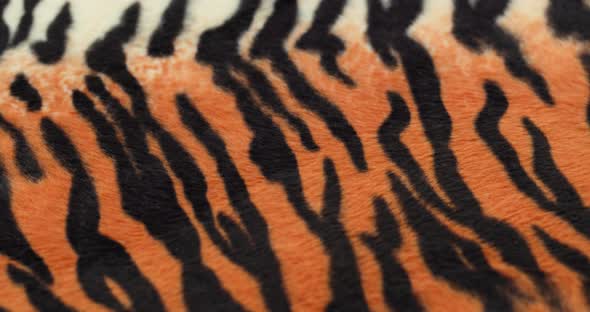Tiger Fur Fabric Closeup alt