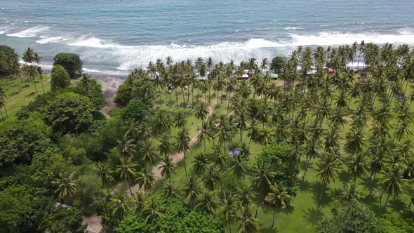 Aerial Beach Coconut Tree