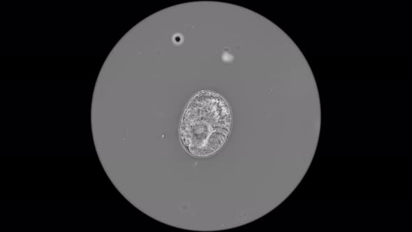 Egg With an Ambryo of the Last Stage  alt