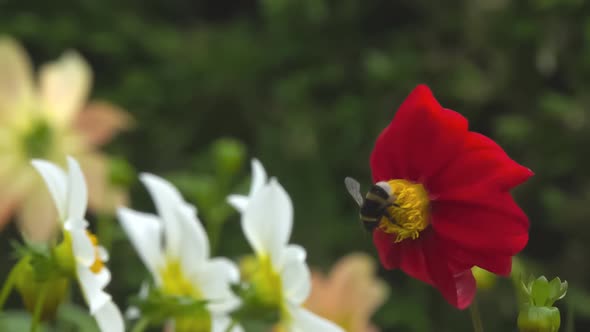 Bumblebee & Flower